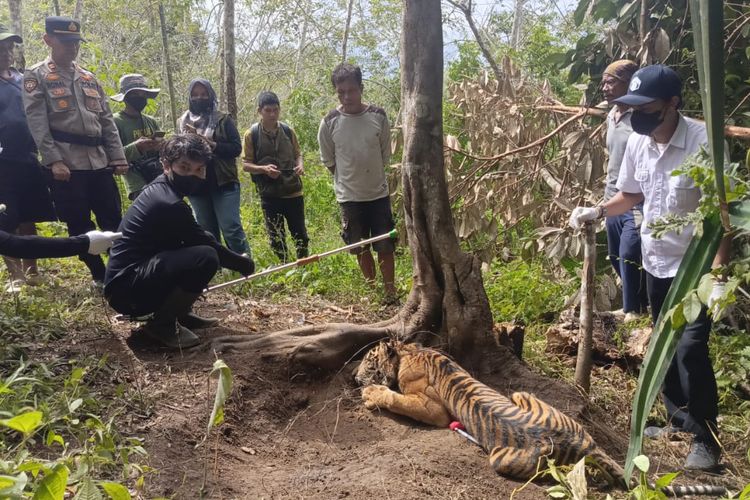 BKSDA Ungkap Masih Ada Induk dan Satu Anak Harimau Berkeliaran di Lokasi Jerat di Pasaman
