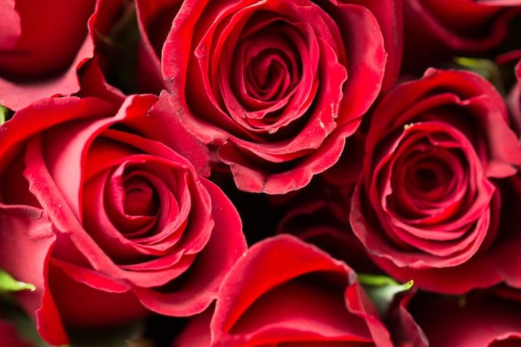 Ilustrasi bunga mawar