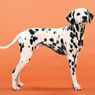Mengenal Anjing Dalmatian, Ras Unik dengan Corak Bintik-bintik Hitam