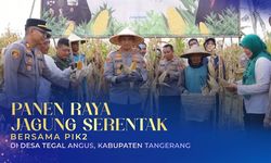 Dukung Ketahanan Pangan Nasional, PIK 2 dan Polsek Teluk Naga Inisiasi Panen Raya Jagung Serentak di Tegal Angus