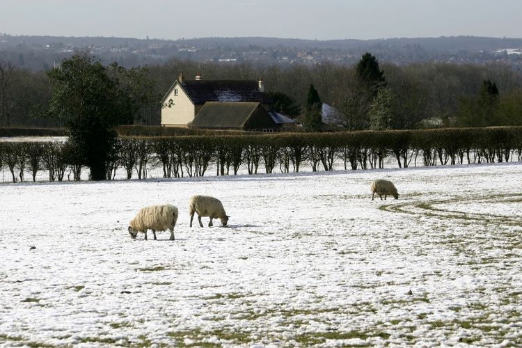 Ilustrasi musim dingin di Inggris