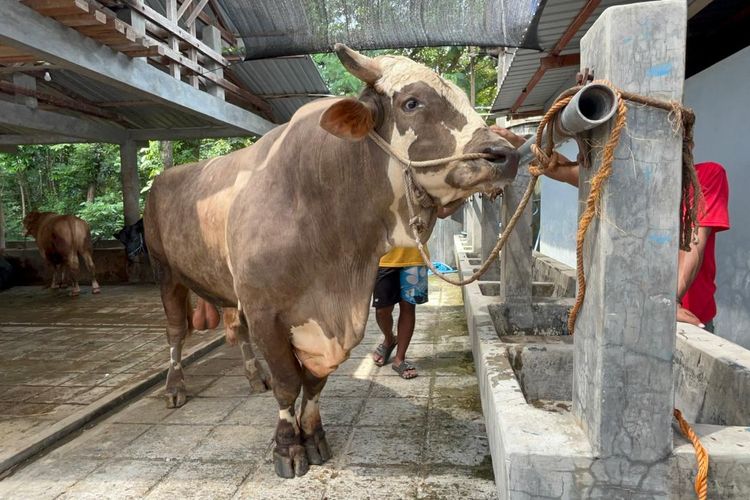 Sapi Jumbo 1 Ton Lebih Milik Peternak Sukoharjo Dibeli Prabowo untuk Kurban