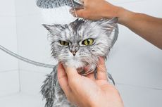 Tips Memandikan Kucing Anggora agar Bersih dan Sehat