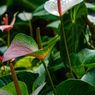 Hindari 6 Kesalahan dalam Merawat Anthurium