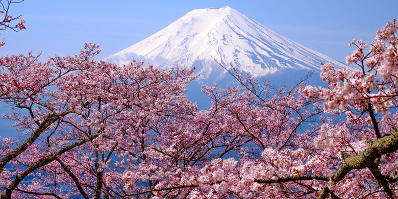 Kenapa Sakura Jadi Bagian Penting Budaya Jepang Dulu Penanda