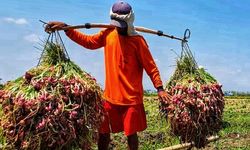 Masih Menguntungkan, Petani Brebes Semangat Tanam Bawang Merah