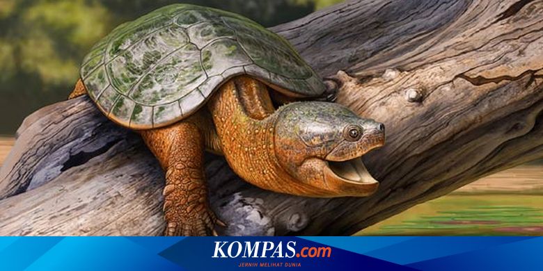 新たに発見された淡水カメ種、恐竜の絶滅からおめでとう