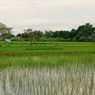 Agar Tak Rugi Saat Gagal Panen, Mentan Ajak Petani Tulungagung Ikuti AUTP