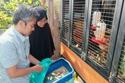 Ternak Ayam Terbentur Larangan Beternak Unggas di Permukiman Padat Jakarta