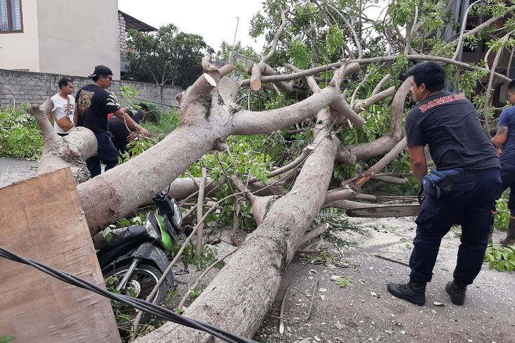 Penanganan pohon tumbang di Jalan Tukad Badung, Denpasar, Sabtu (4/1/2020).