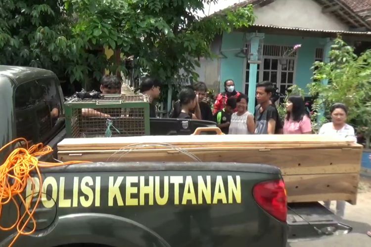 Tim dari BKSDA Jatim, evakuasi tiga satwa dilindungi yang dipelihara warga Tulungagung Jawa Timur, Kamis (23/12023)