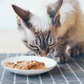 Ilustrasi kucing makan makanan basah atau wet food. 