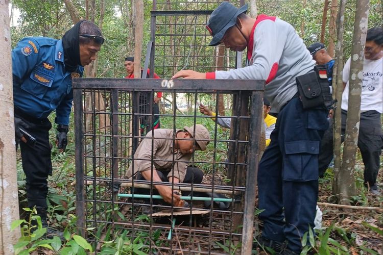 Tim gabungan memasang kandang perangkap untuk mengevakuasi harimau sumatera yang berkeliaran di permukiman warga di Kabupaten Siak, Riau, Sabtu (21/1/2023).