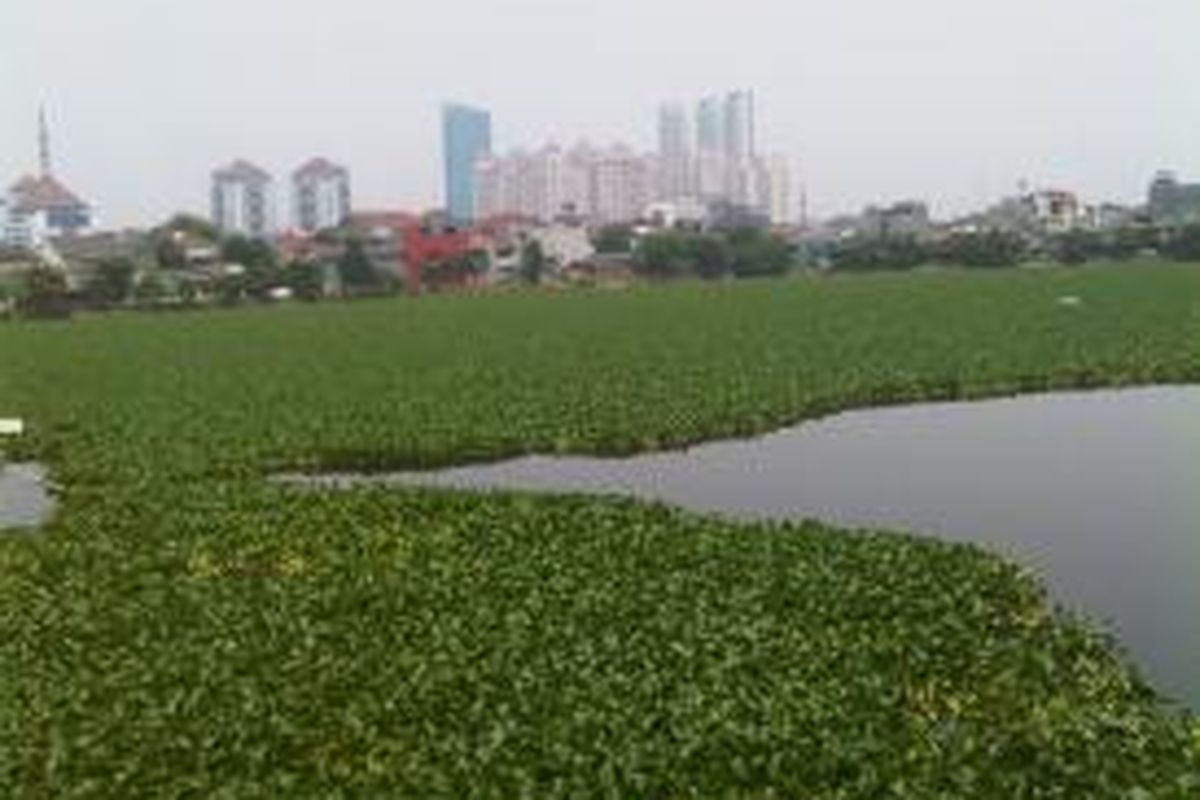 Eceng gondok memenuhi permukaan waduk tomang barat. Waduk ini akan menjadi waduk yang akan ditata setelah waduk pluit dan ria rio