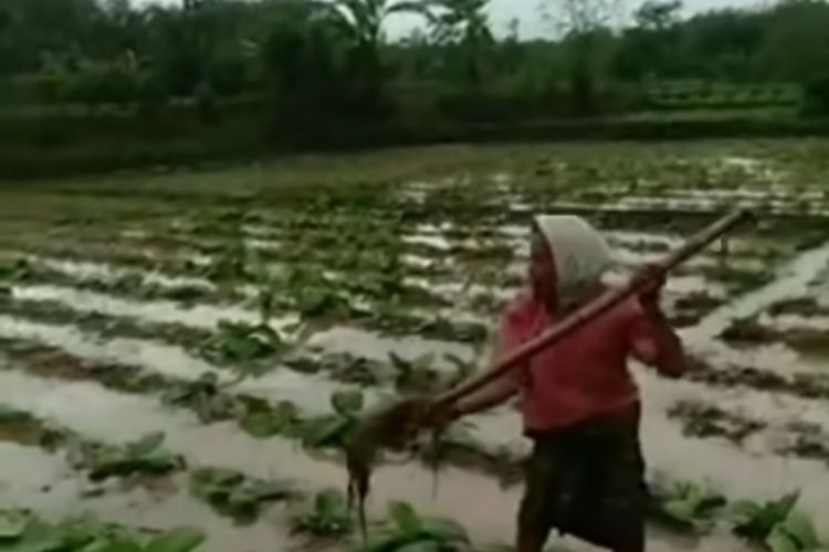 Penampakan lahan tembakau di Lombok yang terpendam banjir