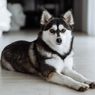 9 Ras Anjing Teacup, Bertubuh Mungil dan Menggemaskan