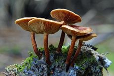 Kenali 5 Jenis Jamur Beracun Paling Mematikan di Dunia, Jangan Sampai Dimakan!