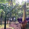 Bungkai Bangkai Setinggi 50 Cm Tumbuh di Pondok Kelapa Jaktim
