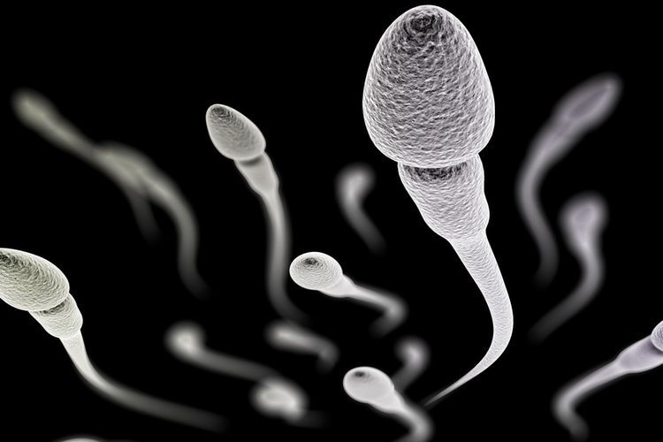 Bentuk sperma yang baik adalah salah satu dari ciri-ciri sperma sehat yang perlu diperhatikan.