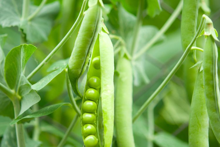 Ilustrasi tanaman kacang polong