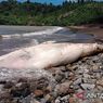 Paus Balin Sepanjang 7 Meter Terdampar dan Mati di Pantai Nglarap Tulungagung