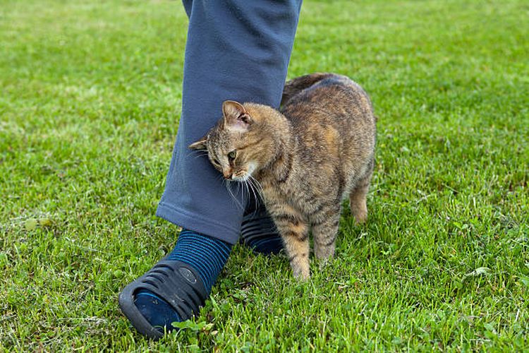 Alasan kucing menggosokkan wajahnya ke kaki manusia.