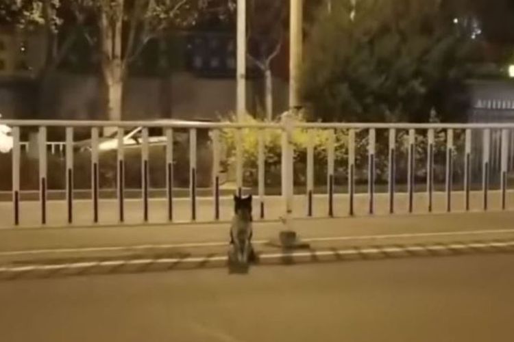 Seekor anjing di China sedang menunggu di tengah jalan, di mana pemiliknya dilaporkan tewas dalam kecelakaan. (Pear Video via Sky News)