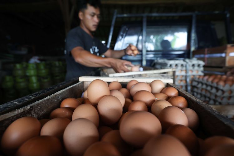 Peternak ayam petelur mensortir telur usai panen di kawasan Cibinong, Kabupaten Bogor, Selasa (23/8/2022). Dalam dua pekan ini harga telur terus mengalami kenaikan harga. Ditingkat peternak harga telur dijual Rp 28.500 per kilogram. Sedangkan di pedagang harga telur mencapai Rp 31.000 per kilogram.