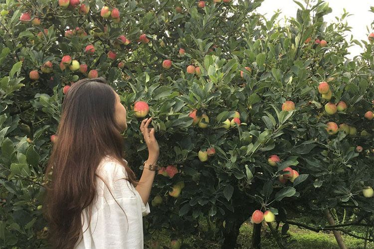 Aktivitas Wisata di Kebun 8 Batu dengan Suasana Pegunungan