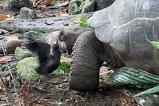 Dianggap “Vegetarian”, Video Rekam Serangan Super Lambat Kura-kura Raksasa Memangsa Burung