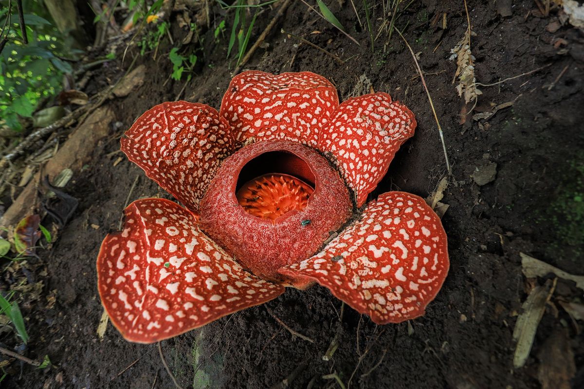Potret Rafflesia Zollingeriana yang diabadikan Bayu Catur Pamungkas. 