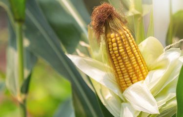 Not angka 7 pada lagu menanam jagung memiliki ketukan