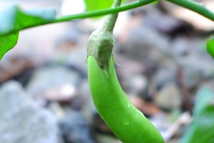 Tanaman terong hijau