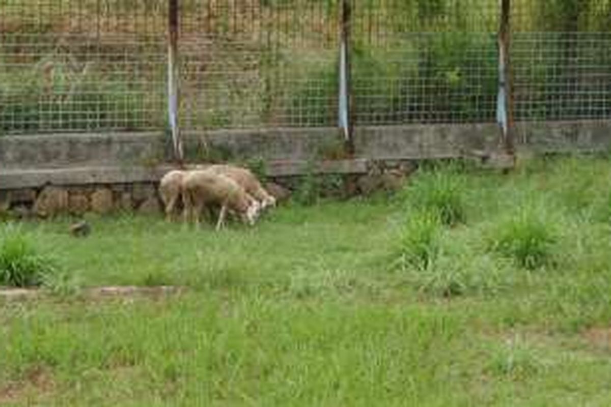 Pemilik ternak kambing dan sapi di sekitar Kota Tangerang sering membawa peliharaannya ke dalam Stadion Benteng untuk makan rumput. Hal itu terjadi karena rumput liar banyak tumbuh di dalam stadion akibat kurangnya perawatan. Foto diambil pada Senin (2/5/2016). 