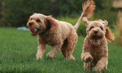 Pemakaian Obat Kutu Hewan Bisa Berdampak pada Lingkungan