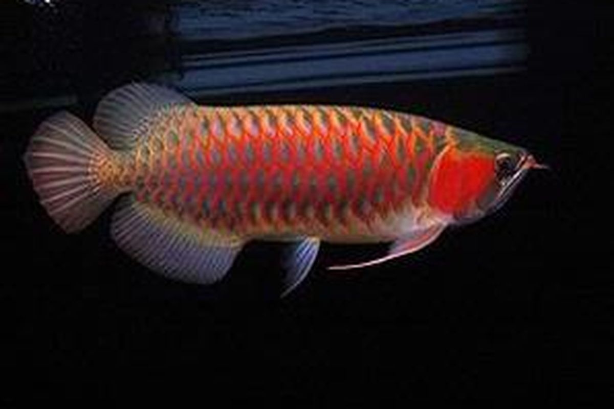 Ikan arwana super red