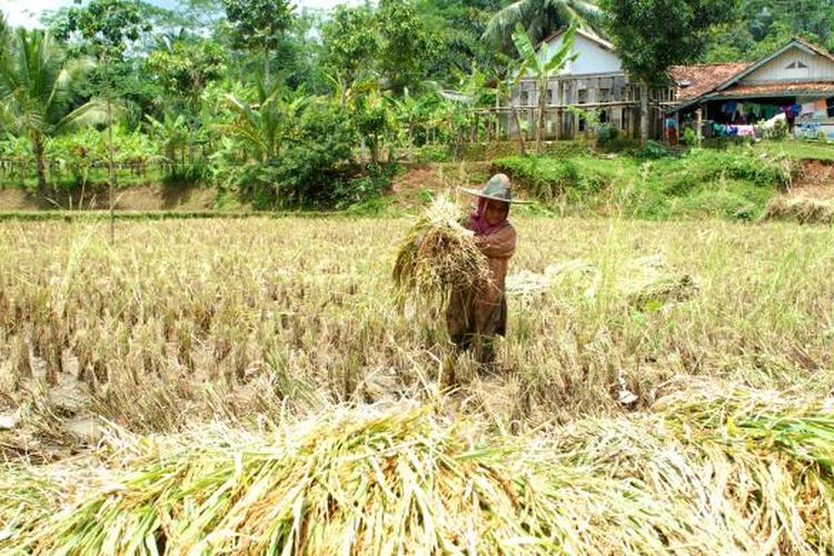 Petani memanen padidi Cidolog, Sukabumi, Jawa Barat, Kamis (10/11/2016). 