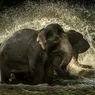 21 Karya Jadi Pemenang Kompetisi Fotografi Taman Safari Indonesia 2022