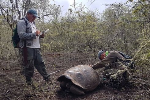 Keturunan Kura-kura Raksasa yang Telah Punah Ditemukan di Galapagos