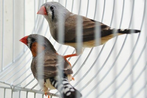 Tips Membersihkan Kandang Burung Peliharaan 
