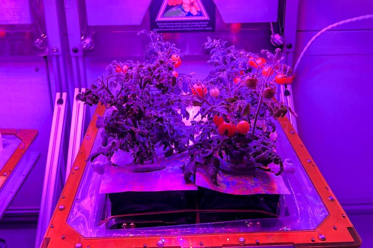 Tomat kerdil red robin yang tumbuh di perangkat keras di Kennedy Space Center, bagian dari eksperimen Veg-05.