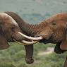 Perburuan Sebabkan Gajah Berevolusi Tanpa Punya Gading