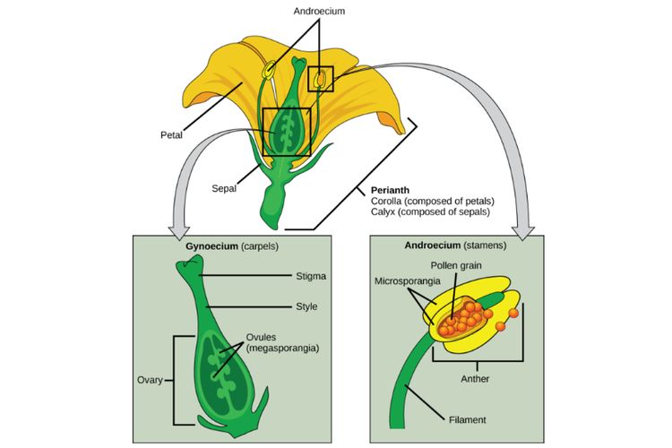 Struktur bunga: Empat bagian utama bunga adalah calyx, corolla, androecium, dan gynoecium. Androecium adalah jumlah dari semua organ reproduksi pria, dan gynoecium adalah jumlah dari organ reproduksi wanita.