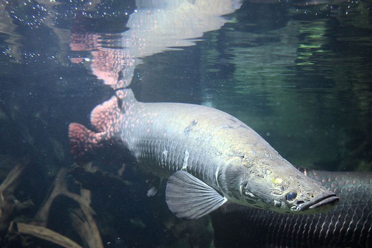 18 Ekor Ikan Arapaima Di Aliran Sungai Brantas Ditangkap