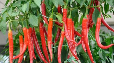 Cara Menanam dan Memindahkan Tanaman Cabai