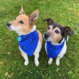 Beth dan Bluebell, anjing peliharaan Raja Charles III dan Ratu Camila. Kedua anjing itu merupakan ras Jack russell terrier yang dselamatkan dari pusat penyelamatan anjing di London, pada 2017.