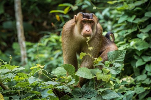 Beruk Ternyata Suka Makan Tikus, Bisa Jadi Agen Pengendali Hama