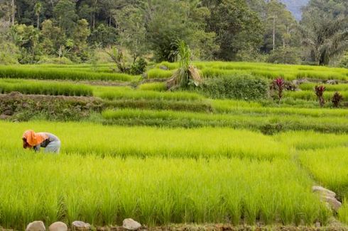 Dalam Setahun, 1.000 Hektar Lahan Pertanian di Bekasi Jadi Perumahan