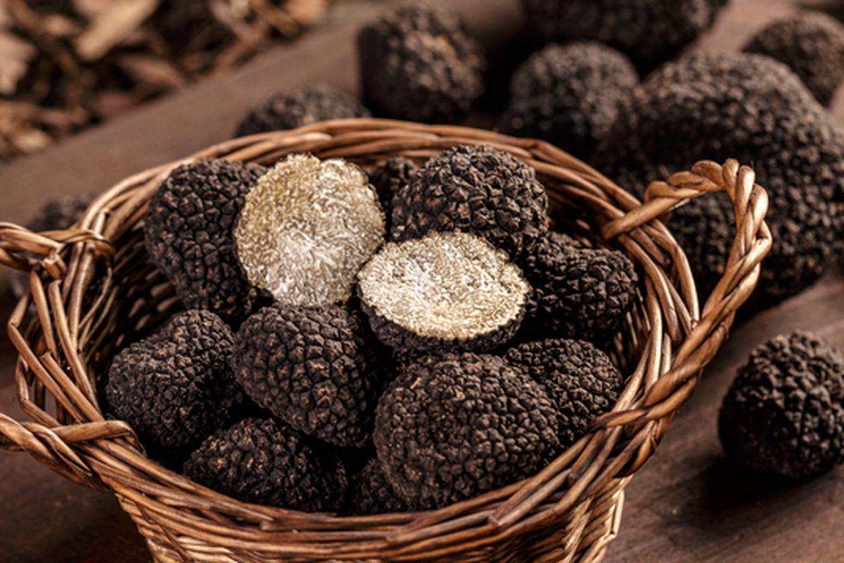 Ilustrasi jamur truffle. 