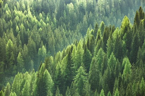 Perlu Berapa Banyak Pohon agar Kita Selamat dari Perubahan Iklim?